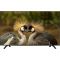 Televizor Neos 43" LED Smart TV (43N6500)