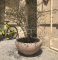 Beton dibçək, ŞSVZ013, (H/32sm x D/60sm)    Beton dibçək, ŞSVZ013, (H/32sm x D/60sm)